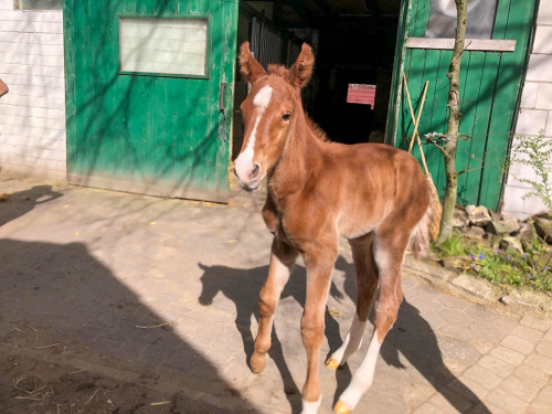 Karlchen, HF v. Kannan